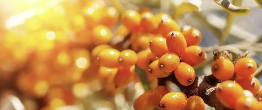 Ingredient Spotlight: Seabuckthorn Berry