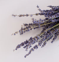 A Botanical Backbone