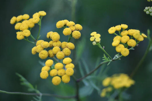 What is Helichrysum Oil (a.k.a. Liquid Gold)?